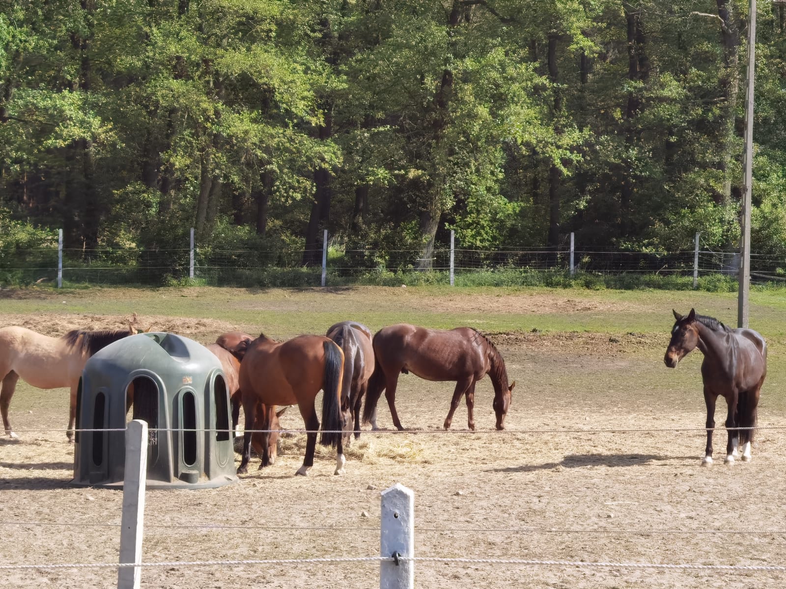 Heuglocke mit 10 Fressöffnungen und Heunetz, für Rundballen bis 150cm – Bild 6