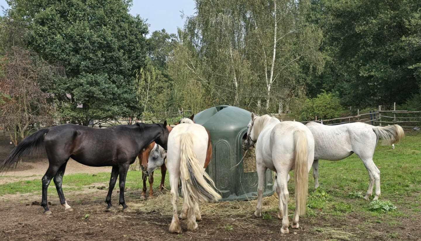 Heuglocke mit 5 Fressöffnungen und Heunetz, für Rundballen bis 150cm – Bild 6