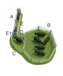 Alternative view of Fanganlage Rinder klein